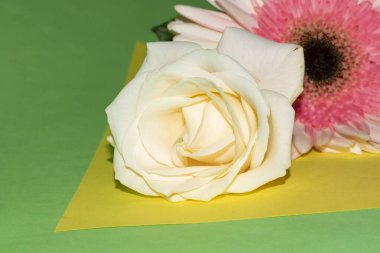 Açık yeşil ve sarı arkaplanda güzel gül ve Gerbera çiçeklerinin yakın plan çekimi.