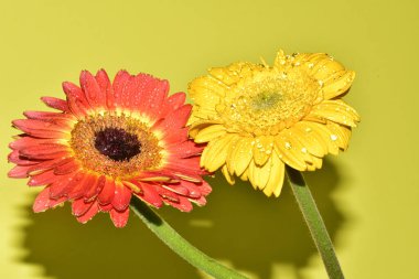 Açık yeşil arka planda güzel kasımpatı çiçeklerinin yakın plan çekimi.