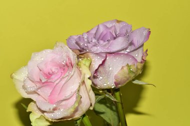 Açık yeşil arka planda güzel pembe gül çiçeklerinin yakın plan çekimi