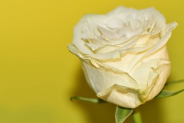 Açık yeşil zemin üzerinde güzel beyaz gül çiçeğinin yakın plan çekimi