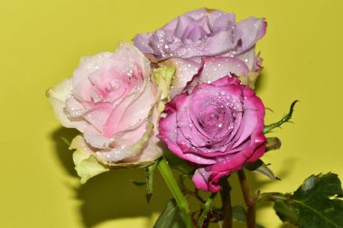 Açık yeşil arka planda güzel pembe gül çiçeklerinin yakın plan çekimi