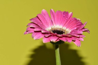 Açık yeşil arka planda güzel kasımpatı çiçeğinin yakın plan çekimi