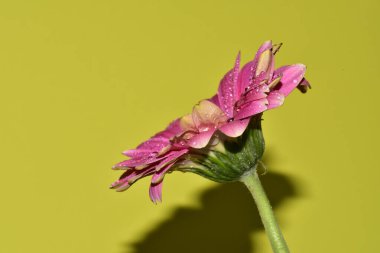 Açık yeşil arka planda güzel kasımpatı çiçeğinin yakın plan çekimi