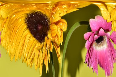 Açık yeşil arka planda güzel kasımpatı çiçeklerinin yakın plan çarpık görüntüleri.