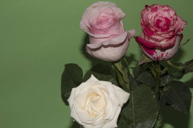 Açık yeşil arka planda güzel pembe ve kırmızı gül çiçeklerinin yakın plan çekimi.