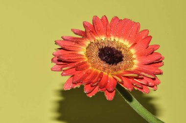 Açık yeşil arkaplanda güzel kırmızı Gerbera çiçeğinin yakın plan çekimi