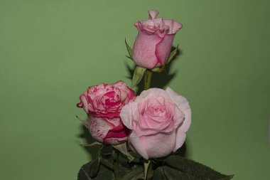 Açık yeşil arkaplanda güzel çiçeğin yakın plan çekimi