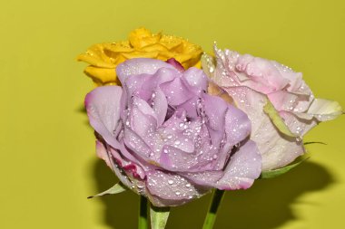 Açık yeşil arka planda güzel pembe gül çiçeklerinin yakın plan çekimi