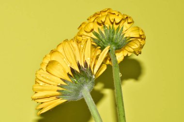 Açık yeşil arka planda güzel kasımpatı çiçeklerinin yakın plan çekimi.