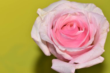 Açık yeşil arka planda güzel pembe gül çiçeğinin yakın plan çekimi