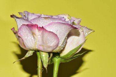 Açık yeşil arka planda güzel pembe gül çiçeklerinin yakın plan çekimi