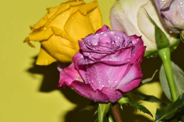 Açık yeşil arka planda güzel renkli gül çiçeklerinin yakın plan çekimi