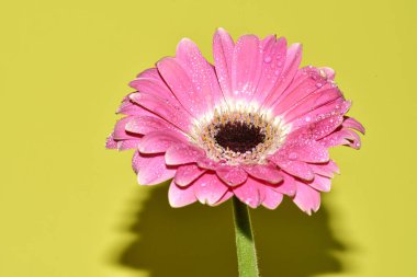 Açık yeşil arka planda güzel kasımpatı çiçeğinin yakın plan çekimi