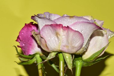 Açık yeşil arka planda güzel pembe gül çiçeklerinin yakın plan çekimi