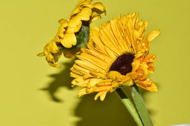 Açık yeşil arka planda güzel kasımpatı çiçeklerinin yakın plan çekimi.