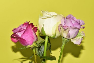 Açık yeşil arka planda güzel pembe gül çiçeklerinin yakın plan çekimi