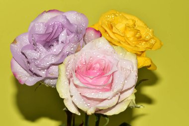 Açık yeşil arka planda güzel pembe gül çiçeklerinin yakın plan çekimi