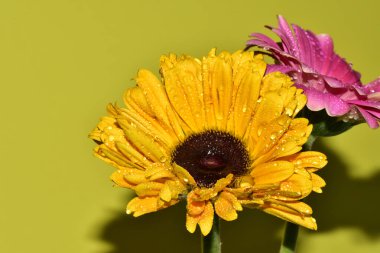 Açık yeşil arka planda güzel kasımpatı çiçeklerinin yakın plan çekimi.