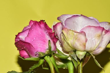 Açık yeşil arka planda güzel pembe gül çiçeklerinin yakın plan çekimi