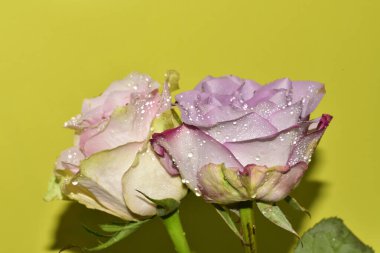 Açık yeşil arka planda güzel pembe gül çiçeklerinin yakın plan çekimi