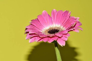 Açık yeşil arka planda güzel kasımpatı çiçeğinin yakın plan çekimi