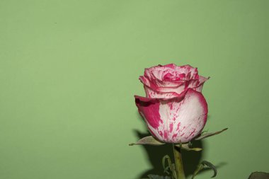 Açık yeşil arka planda güzel pembe benekli gül çiçeğinin yakın plan çekimi.