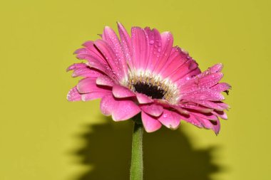 Açık yeşil arka planda güzel kasımpatı çiçeğinin yakın plan çekimi