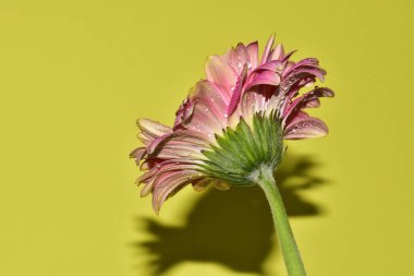 Açık yeşil arka planda güzel kasımpatı çiçeğinin yakın plan çekimi