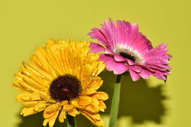Açık yeşil arka planda güzel kasımpatı çiçeklerinin yakın plan çekimi.
