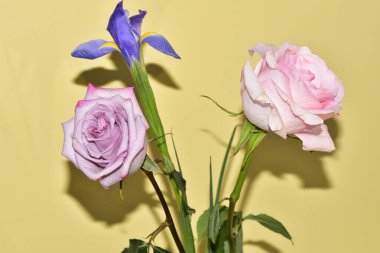 Yakın plan güzel pembe gül ve açık sarı arka planda iris çiçekleri.