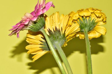 Açık yeşil arka planda güzel kasımpatı çiçeklerinin yakın plan çekimi.