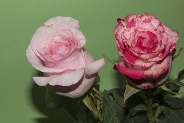 Açık yeşil arka planda güzel pembe ve kırmızı gül çiçeklerinin yakın plan çekimi.