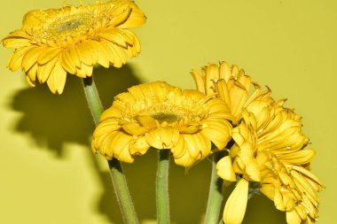 Açık yeşil arka planda güzel kasımpatı çiçeklerinin yakın plan çekimi.