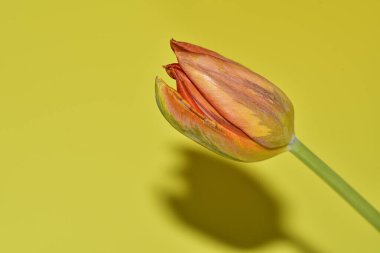 Açık yeşil zemin üzerinde güzel lale çiçeklerinin yakın plan çekimi