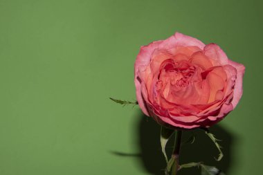 Açık yeşil arka planda güzel pembe gül çiçeğinin yakın plan çekimi