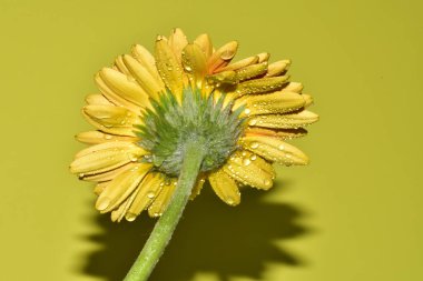 Açık yeşil arka planda güzel Gerbera çiçeğinin yakın plan çekimi