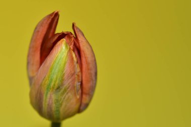 Açık yeşil zemin üzerinde güzel lale çiçeklerinin yakın plan çekimi