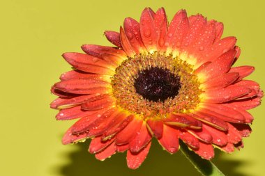 Açık yeşil arkaplanda güzel kırmızı Gerbera çiçeğinin yakın plan çekimi