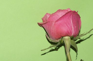 Açık yeşil arka planda güzel pembe gül çiçeğinin yakın plan çekimi