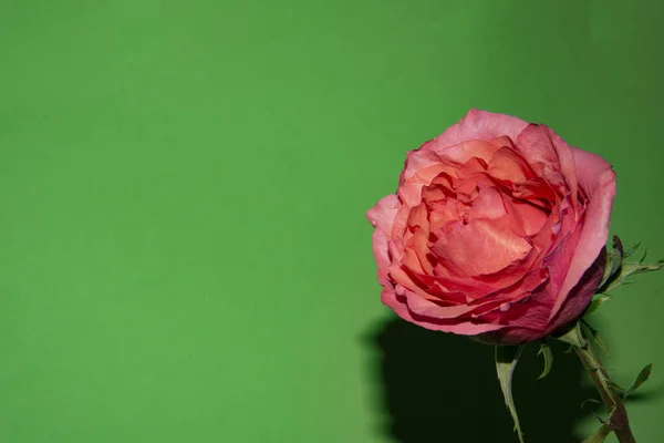 Açık Yeşil Arka Planda Güzel Pembe Gül Çiçeğinin Yakın Plan — Stok fotoğraf