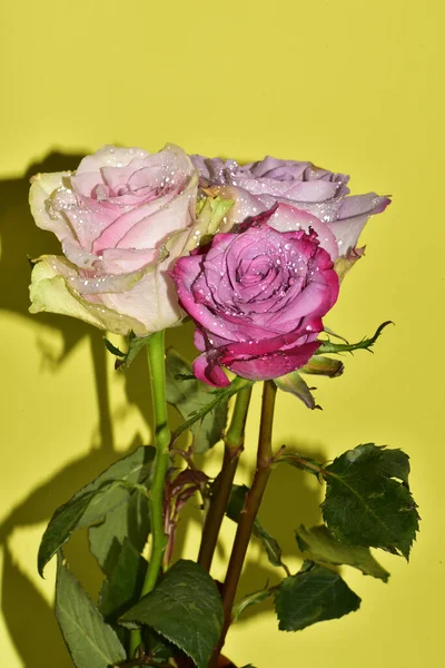 Açık yeşil arka planda güzel pembe gül çiçeklerinin yakın plan çekimi