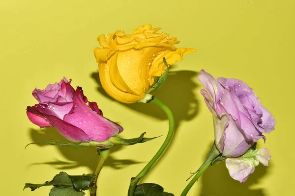 Primer Plano Hermosas Flores Color Rosa Sobre Fondo Verde Claro — Foto de Stock
