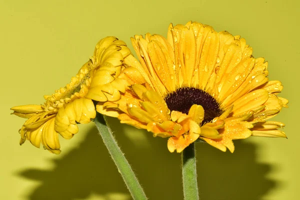 Açık yeşil arka planda güzel kasımpatı çiçeklerinin yakın plan çekimi.