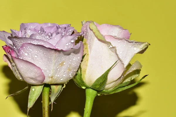 Açık yeşil arka planda güzel pembe gül çiçeklerinin yakın plan çekimi