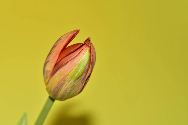 Nahaufnahme Der Schönen Tulpenblume Auf Hellgrünem Hintergrund — Stockfoto