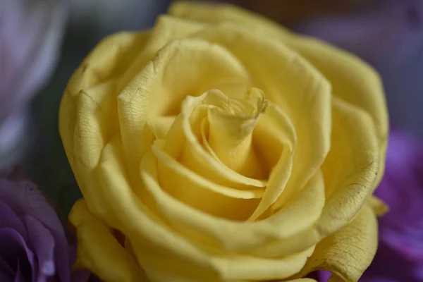 Nahaufnahme Einer Schönen Gelben Rosenblüte Auf Verschwommenem Hintergrund — Stockfoto