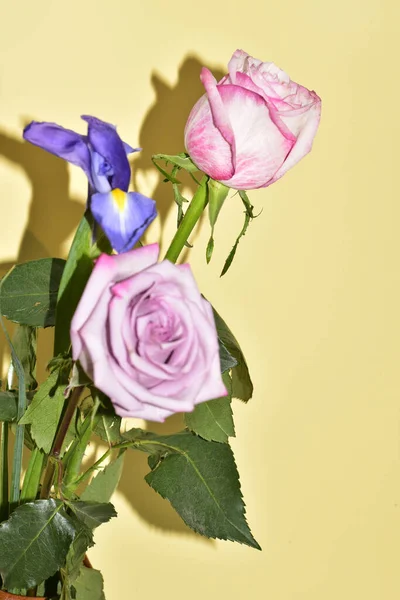 Yakın plan güzel pembe gül ve açık sarı arka planda iris çiçekleri.