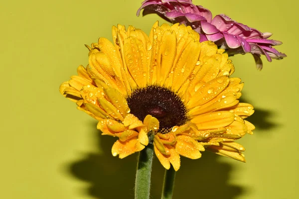 Açık yeşil arka planda güzel kasımpatı çiçeklerinin yakın plan çekimi.