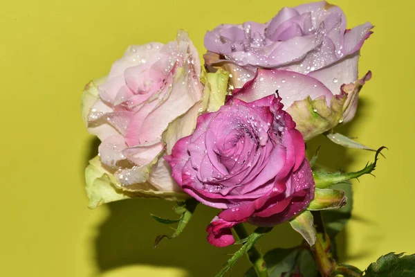 Açık yeşil arka planda güzel pembe gül çiçeklerinin yakın plan çekimi