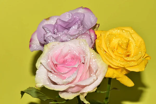 Açık yeşil arka planda güzel pembe gül çiçeklerinin yakın plan çekimi